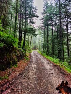 Snowind cottages & villa An offbeat escape - 3