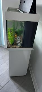 Forest East Home - 4