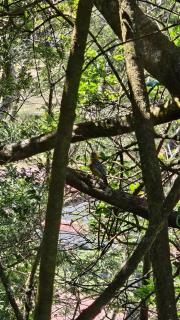 Liah's Bird Watching Studio-Santa Elena - Monteverde - 1