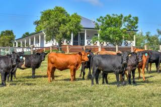 Stellaview Farmhouse, Newly Renovated in Heart of Hunter - - 8