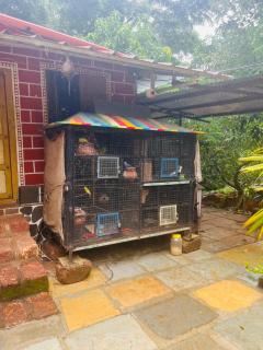Rajgad Farma Agro Tourism - Welhe - 7