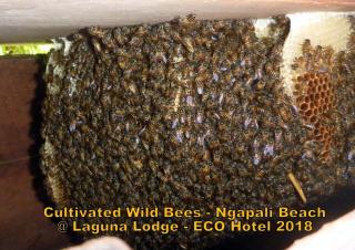 Oliver`s Laguna ECO Lodge Hotel - Ngapali - 3