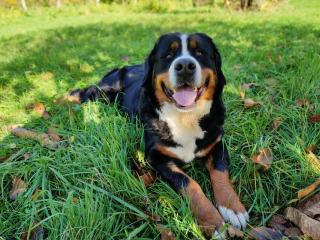 Unique Dutch Retro House "Stará Láska" - Natural Slovakia - 1