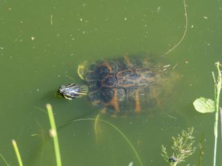 Gästehaus Teichmann - 2