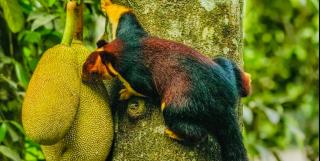 Periyar Green Bed & Breakfast - Thekkady - 9