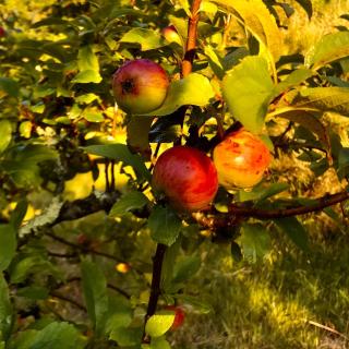 Dome with sunset view - Iris d'Arga - 1