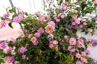 Villetta Le Dune - 6