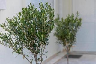 South Glyfada Downtown49 Apartment - Athens - 6