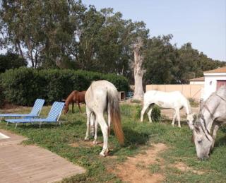 Apartamento Granja Girasol - Chiclana de la Frontera - 5