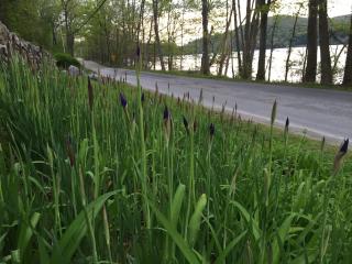 Cottage by the Lake, Hudson Valley/ love pets - 9