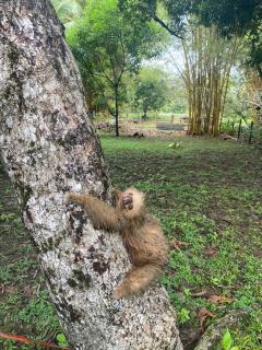 Awarded No Footprint House on Matapalo Beach - 8
