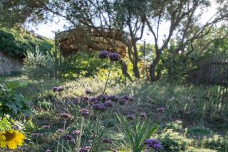 Le Chant des Tongs - La Canopée - 3