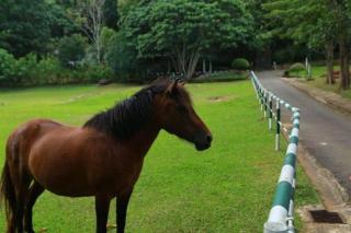 inselor Horses - Kegalle - 5