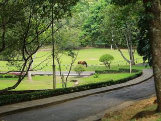 inselor Horses - Kegalle - 7