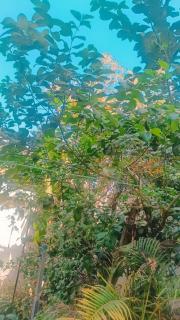 nidhivan homestay - Allahābād - 6