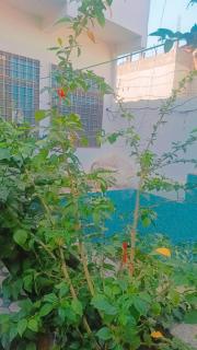 nidhivan homestay - Allahābād - 5