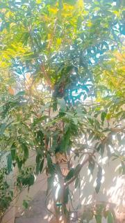 nidhivan homestay - Allahābād - 3