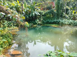 Wildberries Coorg - Virajpet - 1