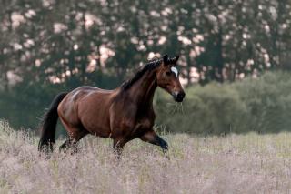 Carpe Deimern in der Lüneburger Heide - 5