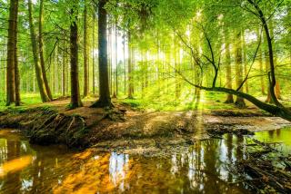 Holiday home with private Sauna on the Veluwe with cold water Tub bath - Putten - 3
