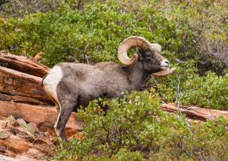 Glamping Tent #3 with Heat AC and Private Bath - 1