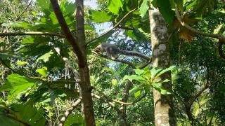 Wild View Stay - Habarana - 1