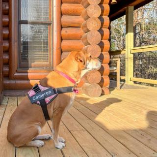 Mountain Ridge Retreat - Blue Ridge - 5