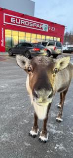 Kvaløya Arctic Retreat - Room in Beautiful Kvaløya, Tromsø - 8