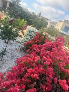sea flowers village - Paphos - 7