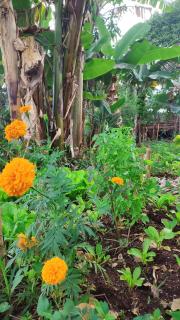 Natural Garden BMT - Buon Ma Thuot - 6