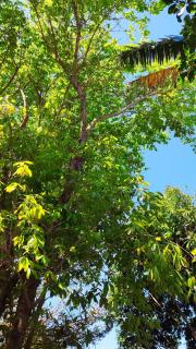 Natural Garden BMT - Buon Ma Thuot - 3