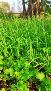 Natural Garden BMT - Buon Ma Thuot - 2