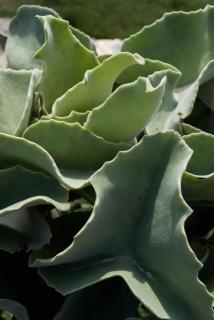 Corallino ai Calamoni at my place - Favignana - 5