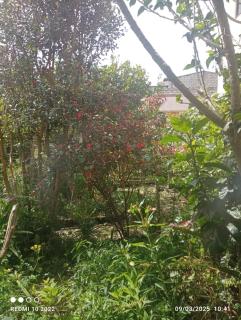 Casa tradicional - 1