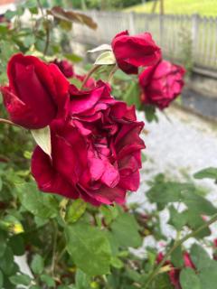 Casa vacanza Nada - 6