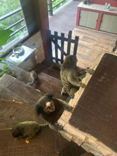 Paraíso na mata - Cotia - 7