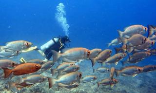 Ratu Kini Dive & Stay - Mana Island - 3