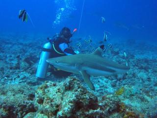 Ratu Kini Dive & Stay - Mana Island - 5