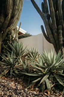 Pura Vida Aruba appartement Papaya - 1