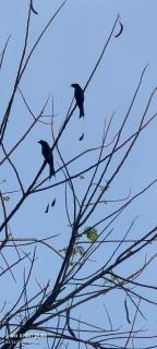 The Bulbul Nest Homestay - Gūdalūr - 6