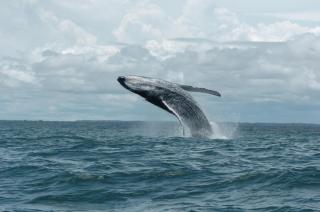 bahia del sol - ladrilleros - 1