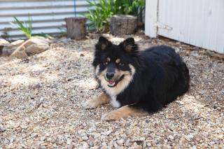 Spring Creek Cottage Hepburn - Secluded Pet Haven - Hepburn Springs - 2