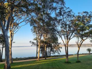 Cygnets - Lake Munmorah - 0