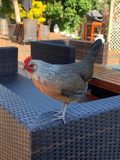 Private Guest Wing - Durie Vale Lodge - 2