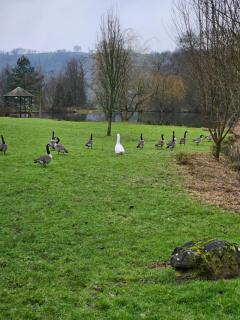 Heron Lodge, Lakeside Lodges - 3