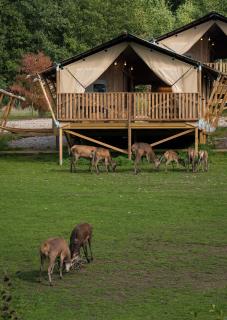 Skånes Djurpark - Wild Lodge - 4