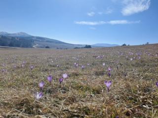 Moj Horizont - Zlatibor - 1