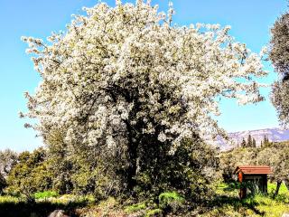 Big Mama Jungle Rooms - 1