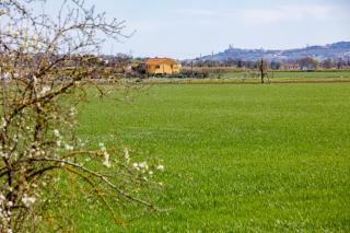Verde Marche - Castelfidardo - 9
