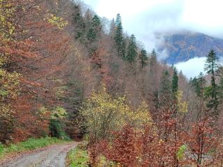Studio - Sinaia - 2